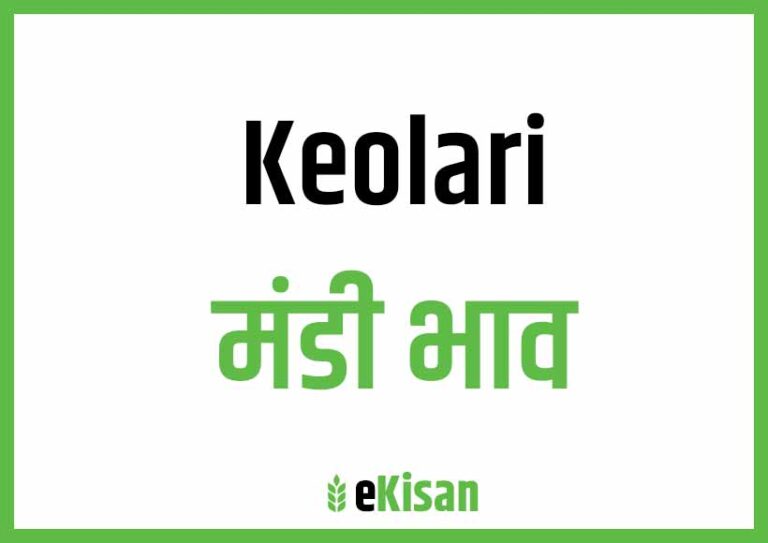 Keolari Mandi Bhav केवलारी मंडी भाव
