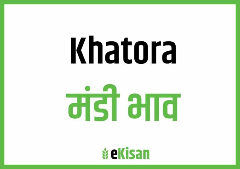 Khatora Mandi Bhav खटोरा मंडी भाव
