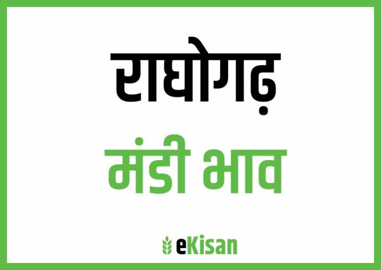 Raghogarh Mandi Bhav राघोगढ मंडी भाव