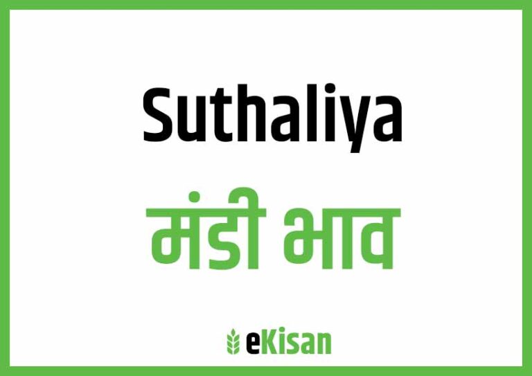 Suthaliya Mandi Bhav सुठलिया मंडी भाव