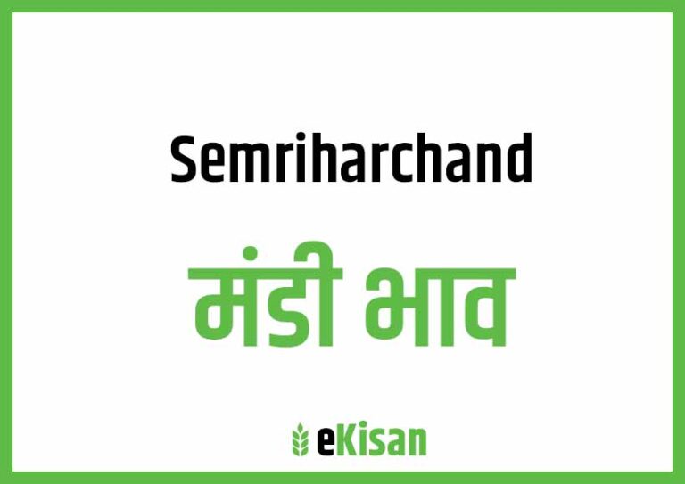 Semri Harchand Mandi Bhav सेमरी हरचंद मंडी भाव
