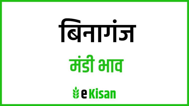 Binaganj Mandi Bhav बिनागंज मंडी भाव