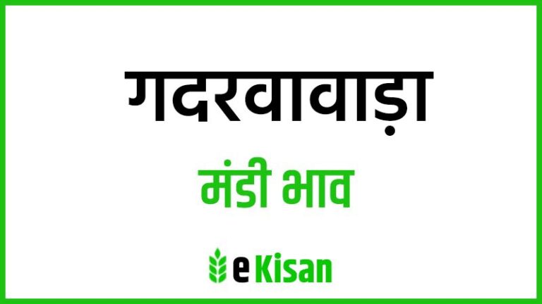 Gadarwara Mandi Bhav गदरवावाड़ा मंडी भाव