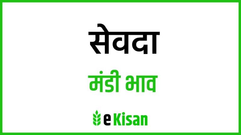 Sewda Mandi Bhav सेवदा मंडी भाव