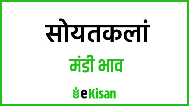 Soyatkalan Mandi Bhav सोयतकलां मंडी भाव