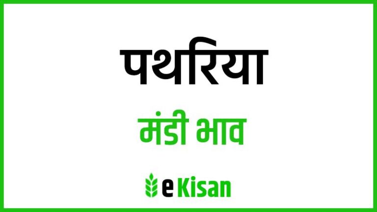 Pathariya Mandi Bhav पथरिया मंडी भाव