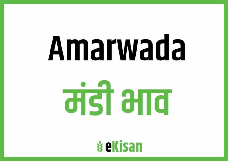 Amarwada Mandi Bhav अमरवाडा मंडी भाव