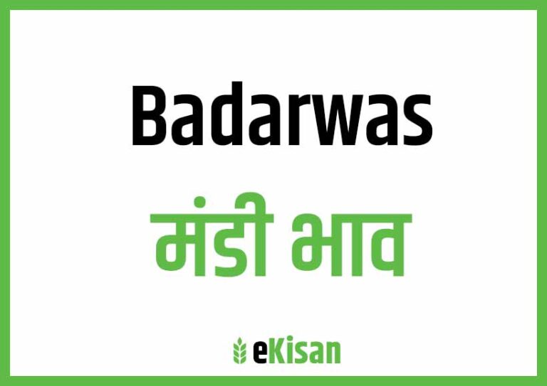 Badarwas Mandi Bhav बदरवास मंडी भाव