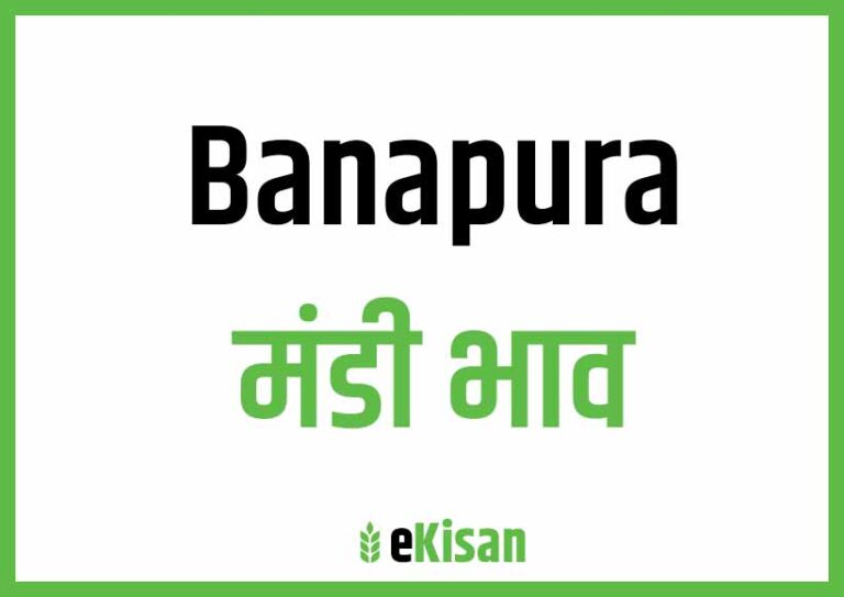 Banapura Mandi Bhav बानापुरा मंडी भाव