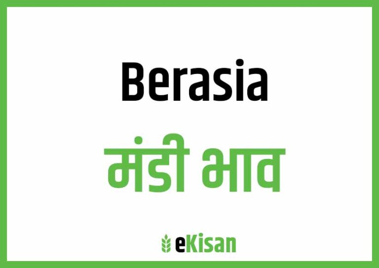 Berasia Mandi Bhav बेरसिया मंडी भाव