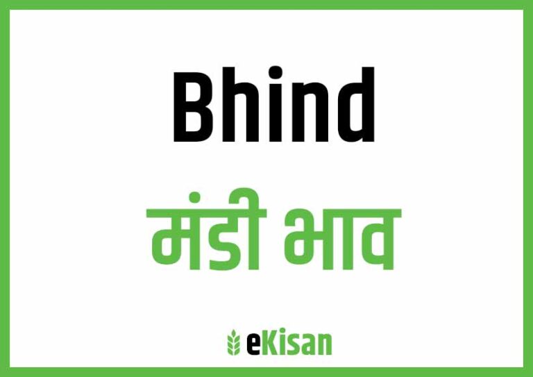 Bhind Mandi Bhav भिंड मंडी भाव