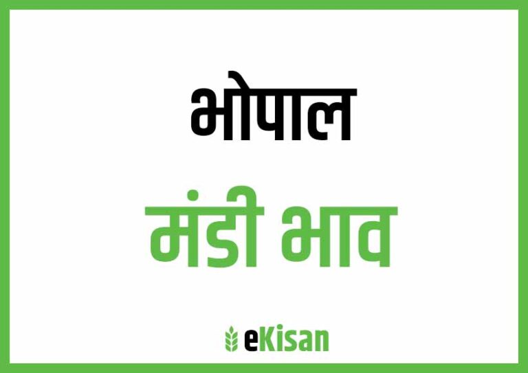 Bhopal Mandi Bhav आज के भोपाल मंडी भाव