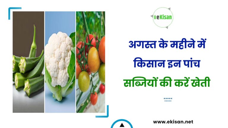 अगस्त के महीने में किसान इन पांच सब्जियों की करें खेती