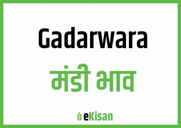 Gadarwara Mandi Bhav गदरवाडा मंडी भाव