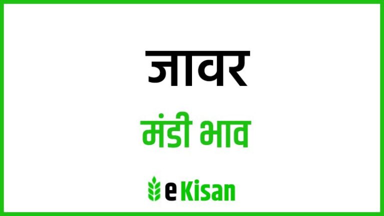 Jawar Mandi Bhav जावर मंडी भाव