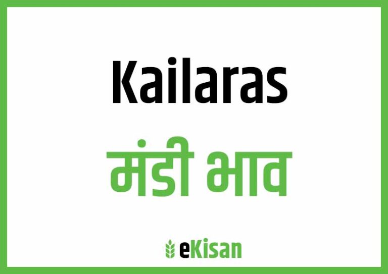 Kailaras Mandi Bhav कैलारस मंडी भाव