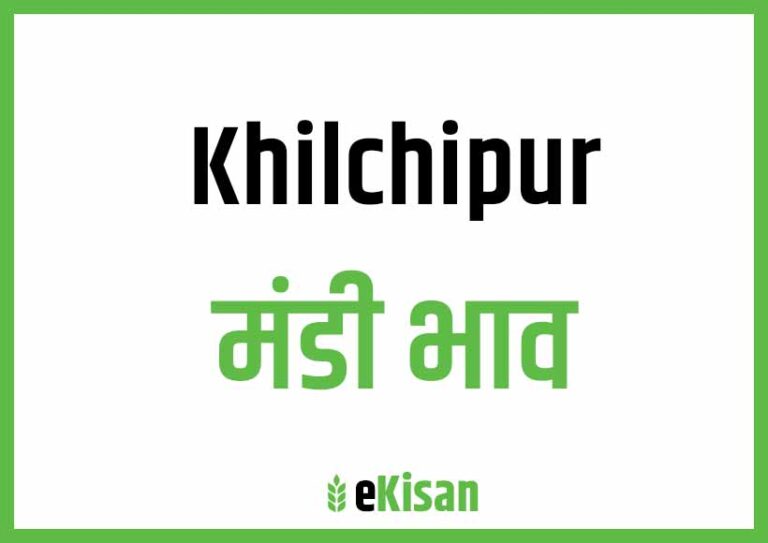 Khilchipur Mandi Bhav खिलचीपुर मंडी भाव