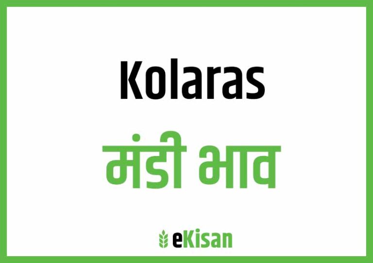 Kolaras Mandi Bhav कोलारस मंडी भाव