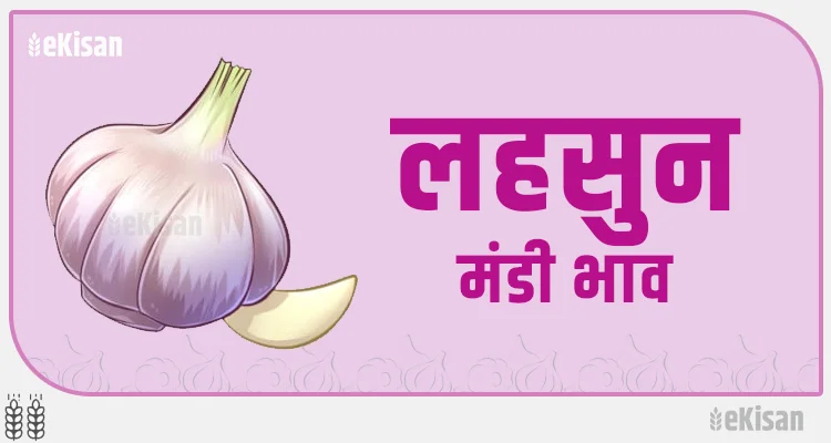 लहसुन का मंडी भाव Lahusn (Garlic) Mandi Bhav