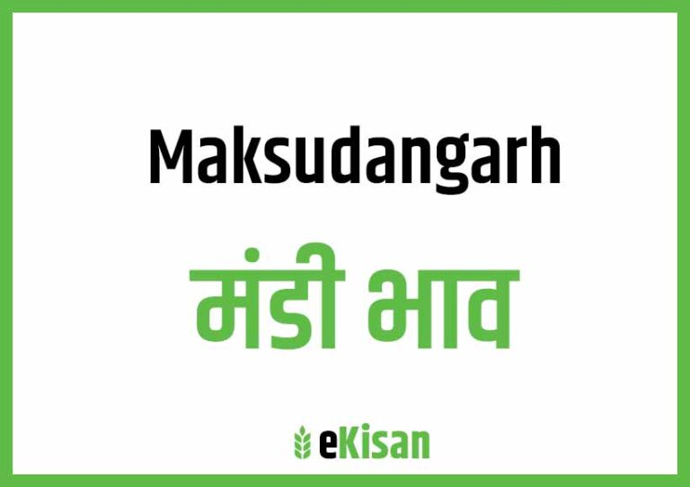 Maksudangarh Mandi Bhav मक्सुदंगढ़ मंडी भाव