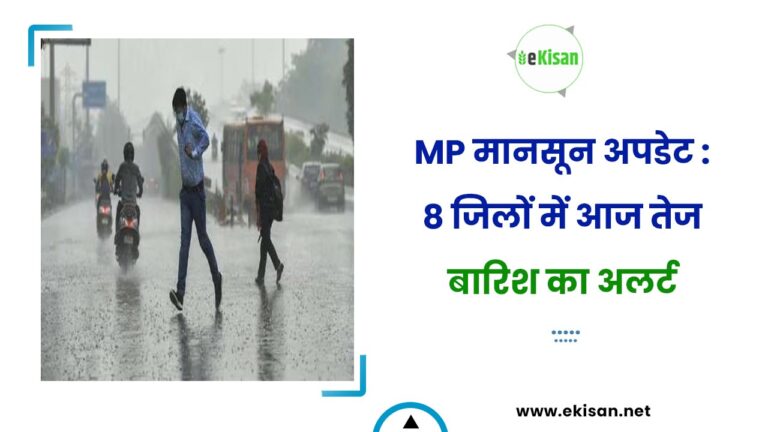 MP मानसून अपडेट : 8 जिलों में आज तेज बारिश का अलर्ट