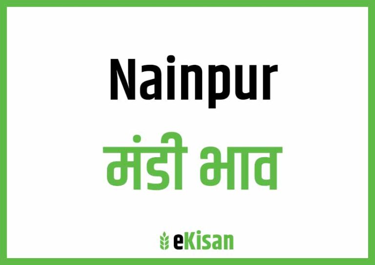 Nainpur Mandi Bhav नैनपुर मंडी भाव