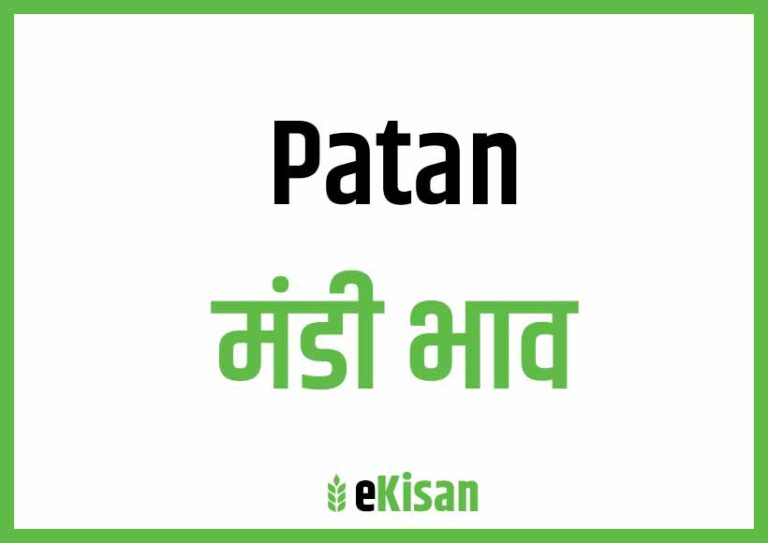 Patan Mandi Bhav पाटन मंडी भाव