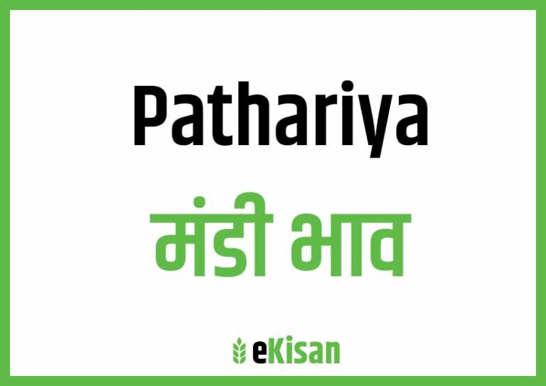 Pathariya Mandi Bhav पथरिया मंडी भाव