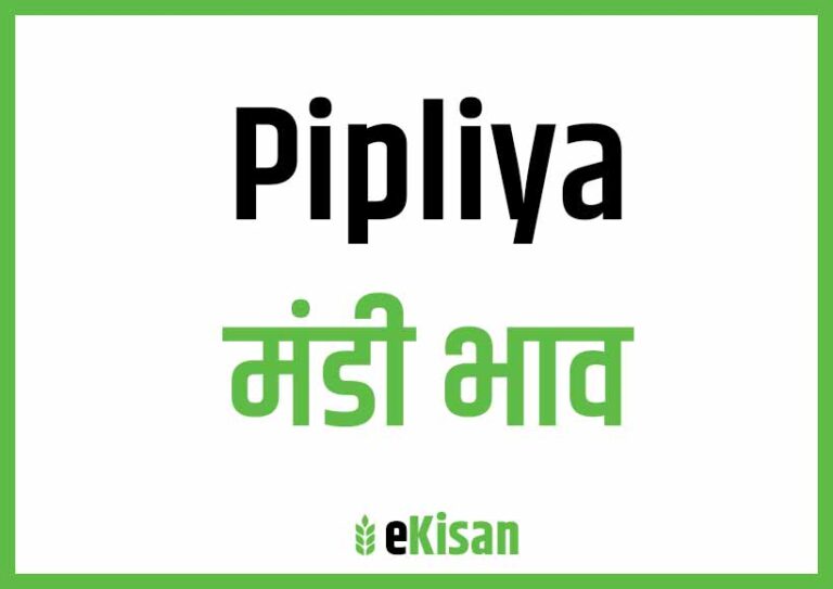 Pipliya Mandi Bhav पिपलिया मंडी भाव