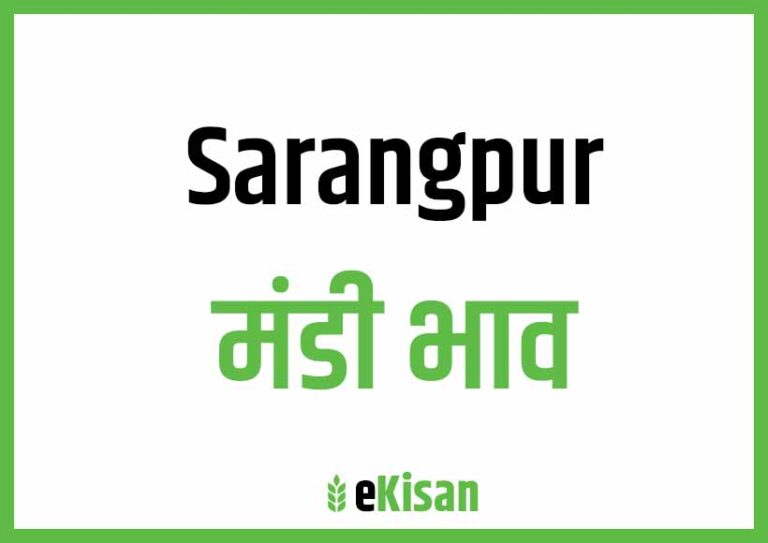 Sarangpur Mandi Bhav सारंगपुर मंडी भाव