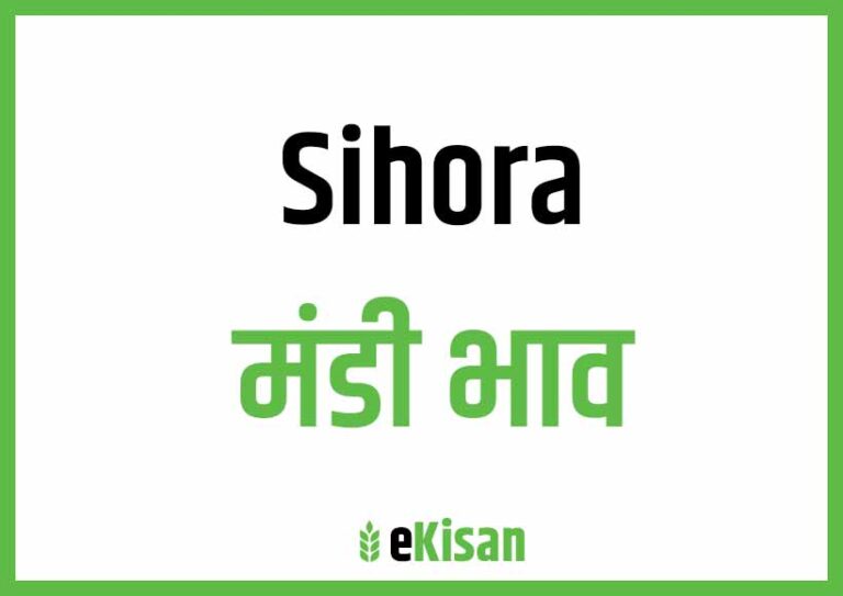 Sihora Mandi Bhav सिहोरा मंडी भाव