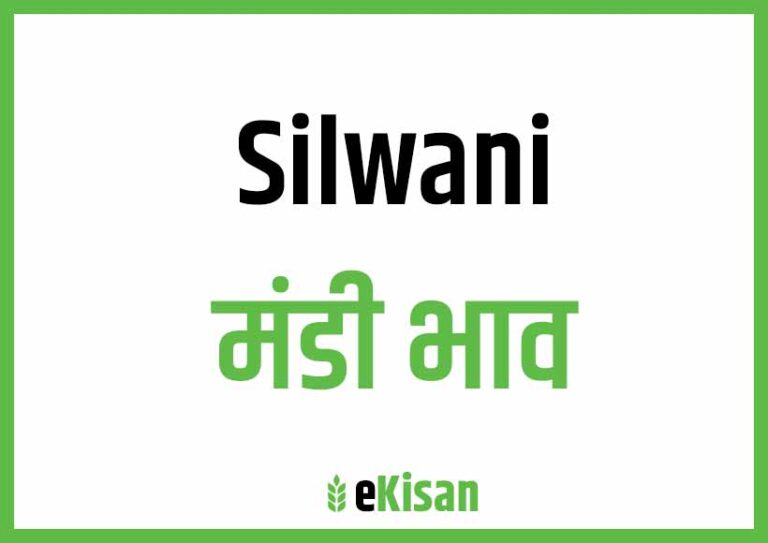 Silwani Mandi Bhav सिलवानी मंडी भाव