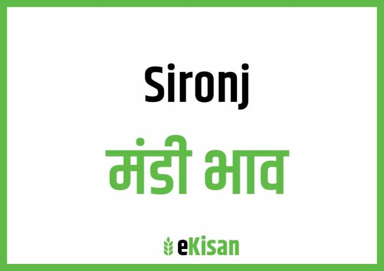 Sironj Mandi Bhav सिरोंज मंडी भाव