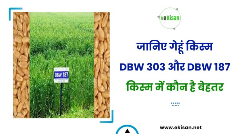 जानिए गेहूं किस्म DBW 303 और DBW 187 किस्म में कौन है बेहतर