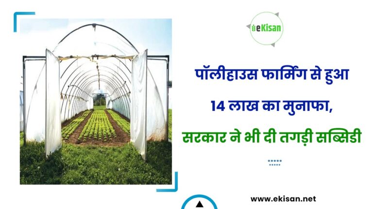 पॉलीहाउस फार्मिंग से हुआ 14 लाख का मुनाफा, सरकार ने भी दी तगड़ी सब्सिडी