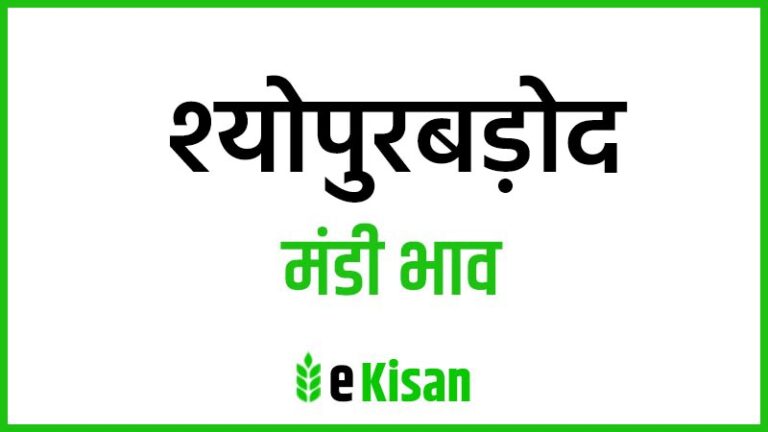 Sheopurbadod Mandi Bhav श्योपुरबड़ोद मंडी भाव