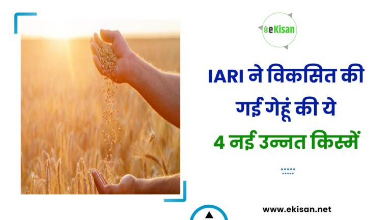 IARI ने विकसित की गई गेहूं की ये 4 नई उन्नत किस्में