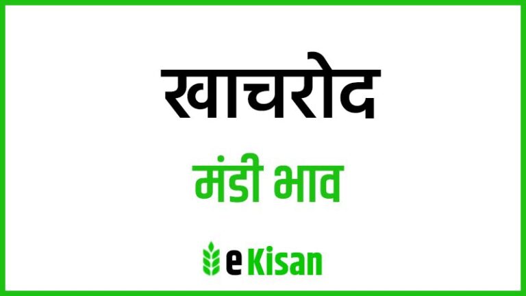 Khachrod Mandi Bhav खाचरोद मंडी भाव