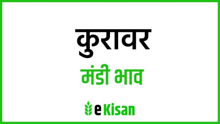 Kurawar Mandi Bhav कुरावर मंडी भाव