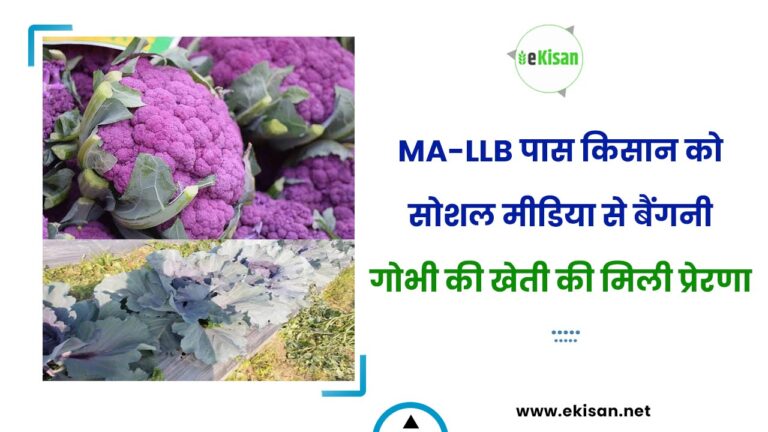 MA-LLB पास किसान को सोशल मीडिया से बैंगनी गोभी की खेती की मिली प्रेरणा