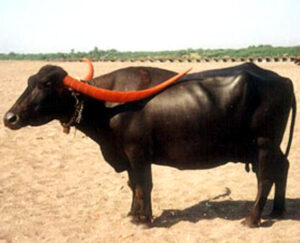 Pandharpuri Buffalo