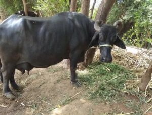  Surti buffalo