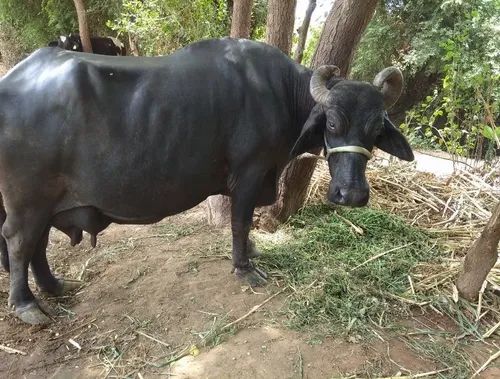Surti buffalo
