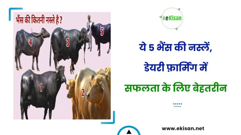 Dairy Farming : कम रखरखाव मे उच्च दूध उत्पादन करने वाली ये 5 भैंस नस्लें, डेयरी फ़ार्मिंग मे सफलता के लिए बेहतरीन