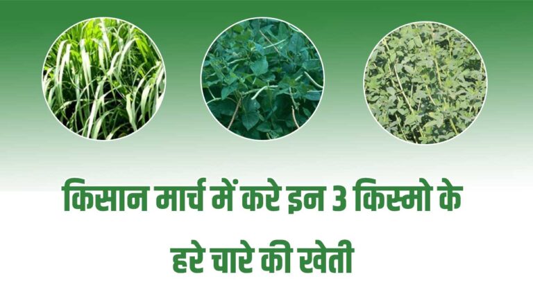 green fodder for animals