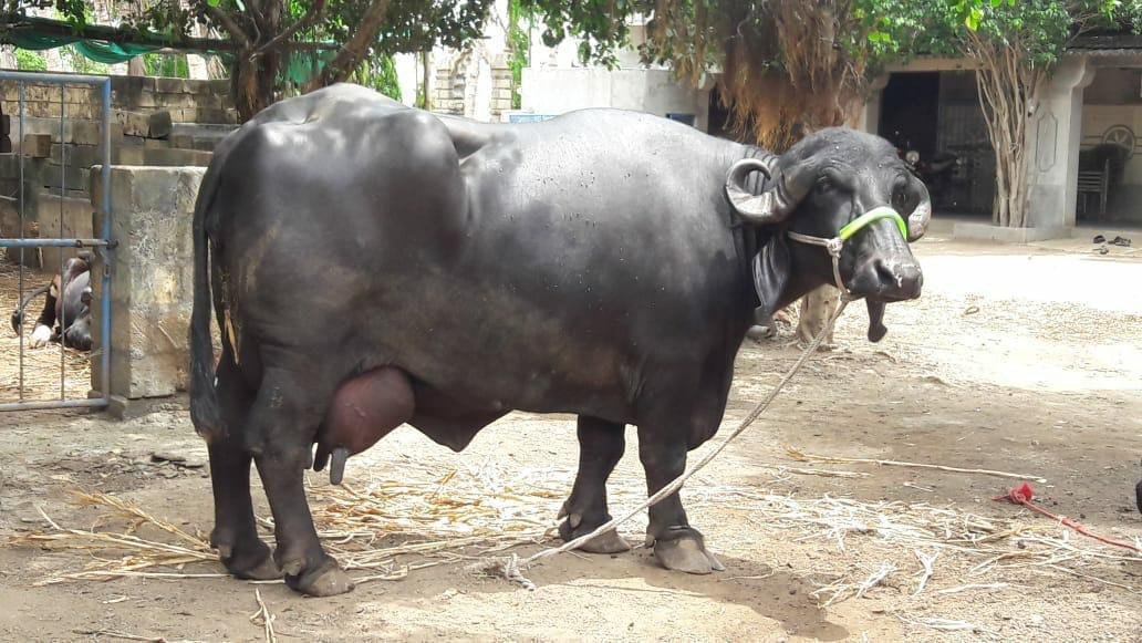 लाभदायक-डेयरी-नस्लें, दुधारू-भैंस-नस्लें, सर्वश्रेष्ठ-दूध-उत्पादक-भैंस,
