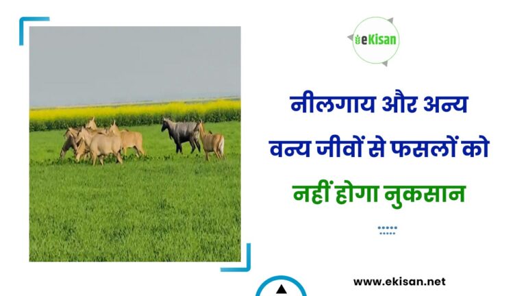 नीलगाय और अन्य वन्य जीवों से फसलों को नहीं होगा नुकसान
