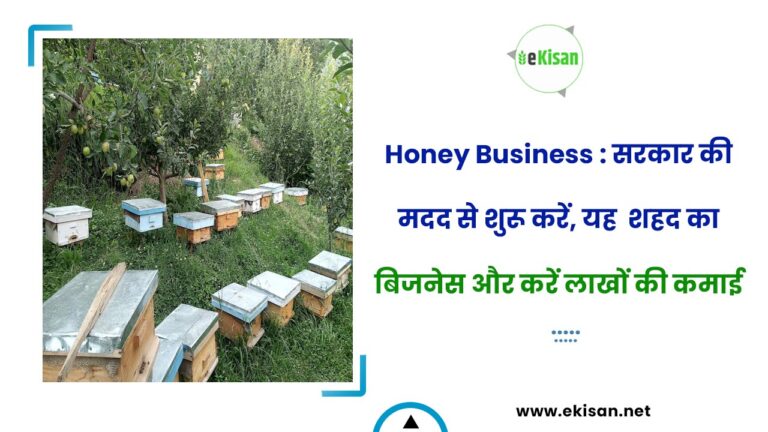 Honey Business : सरकार की मदद से शुरू करें, यह  शहद का बिजनेस और करें लाखों की कमाई