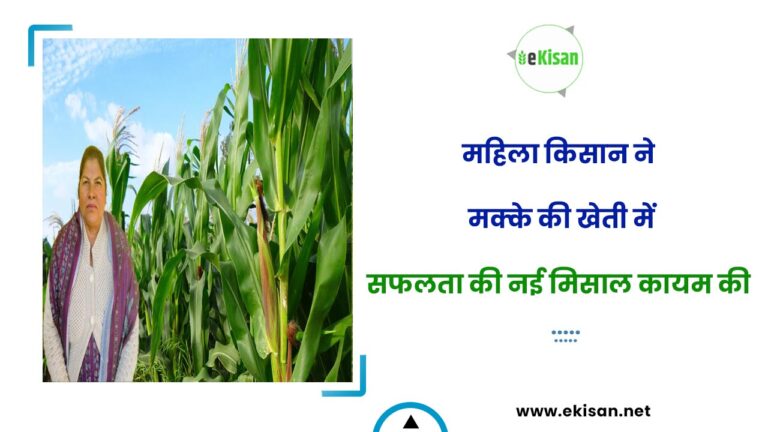 Success Story :पंजाब की महिला किसान ने मक्के की खेती में सफलता की नई मिसाल कायम की, उन्नत बीजों से बढ़ी कमाई