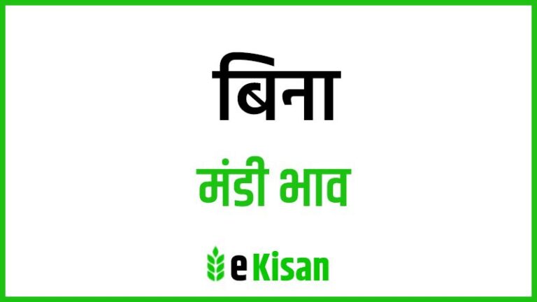 Bina Mandi Bhav बिना मंडी भाव